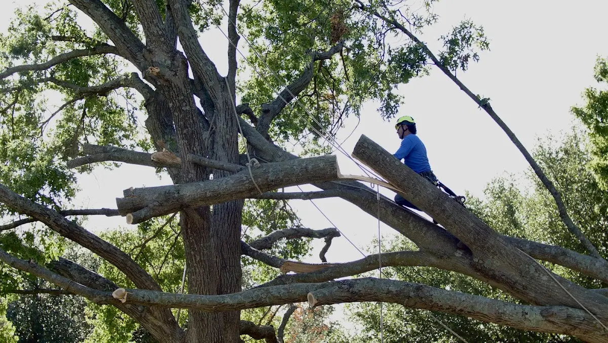 Professional Crown Thinning performed by certified arborists in Alliance