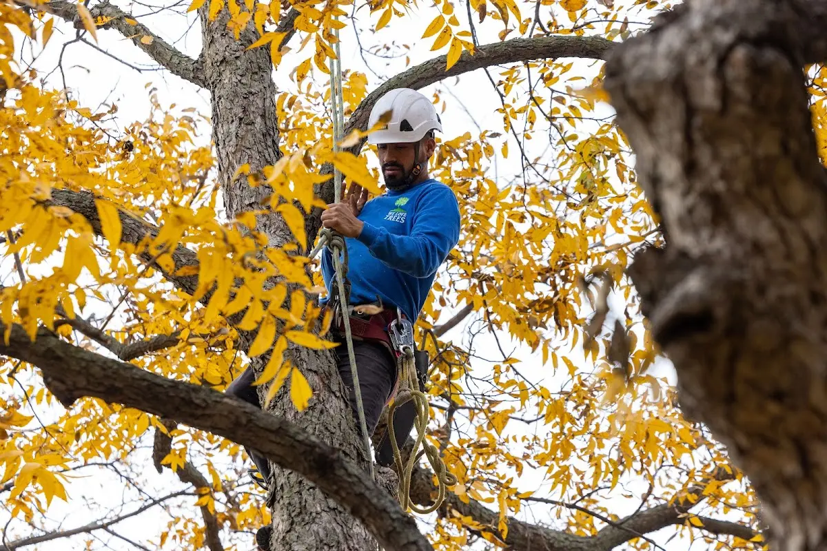 Skilled Tree Trimming crew working in Alliance